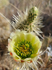 Cylindropuntia bigelovii