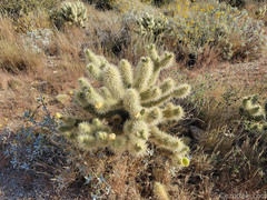 Cylindropuntia bigelovii