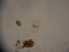 Euglypha