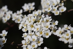 Spiraea cinerea