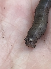Diptera