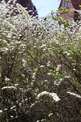 Spiraea cinerea