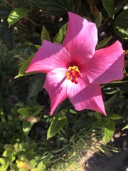 Hibiscus