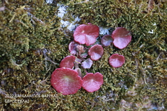 Umbilicus horizontalis