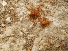 Solenopsis aurea