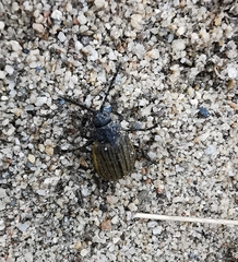 Galeruca interrupta