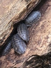 Oniscidea