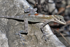 Anolis lucius