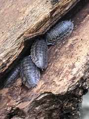 Oniscidea