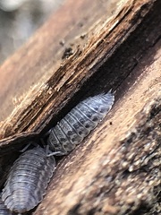 Oniscidea