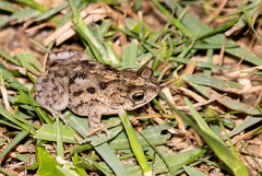 Rhinella pygmaea