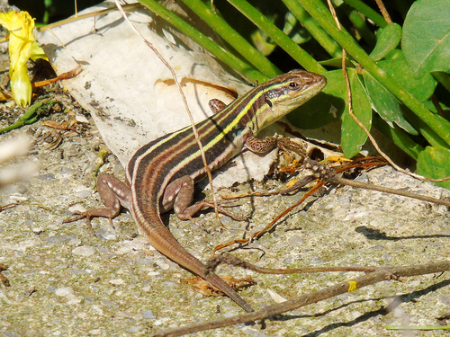Peloponnese Wall Lizard, photo 9 of 9