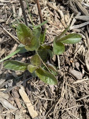 Tracheophyta