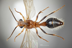 Sphaeropthalma facilis