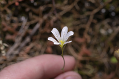 Gagea graeca