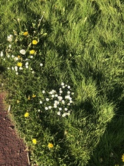 Bellis perennis