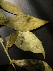 Symphyotrichum novi-belgii
