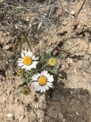 Townsendia florifera