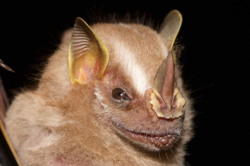 Short-headed Broad-nosed Bat (Platyrrhinus brachycephalus)