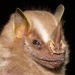 Short-headed Broad-nosed Bat - Photo (c) Thomas Cuypers, some rights reserved (CC BY-NC-ND)
