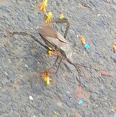 Acanthocephala alata