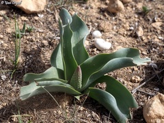 Muscari longipes