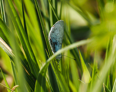 Celastrina argiolus