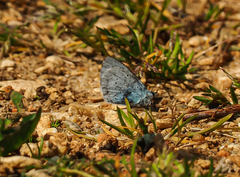 Celastrina argiolus
