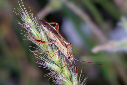 Mirperus torridus