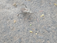 Acanthocephala alata