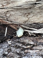 Arthropoda