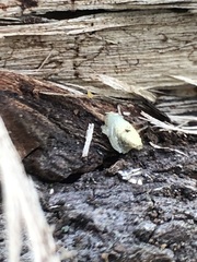 Arthropoda