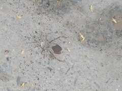 Acanthocephala alata