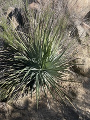 Hesperoyucca