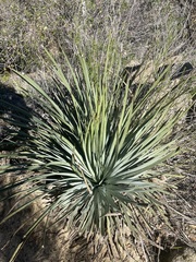 Hesperoyucca