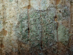 Buellia griseovirens