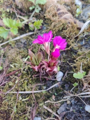 Primula rosea