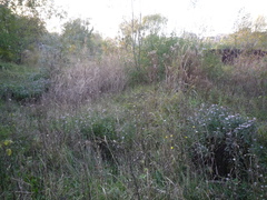 Symphyotrichum novi-belgii