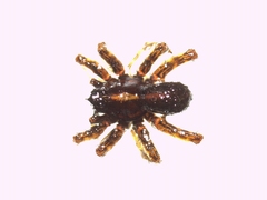 Pardosa tenuipes