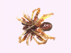Pardosa tenuipes