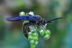 Scolia