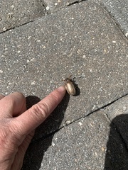 Polyphylla occidentalis