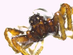 Pardosa tenuipes