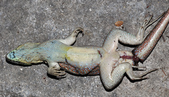 Leiocephalus cubensis