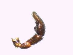 Pardosa tenuipes