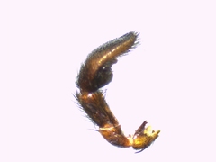 Pardosa tenuipes
