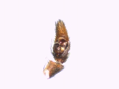 Pardosa tenuipes