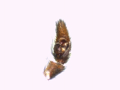 Pardosa tenuipes