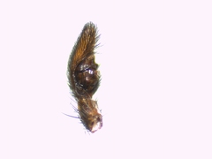 Pardosa tenuipes