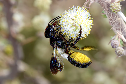 Big-toothed Dauber Bee